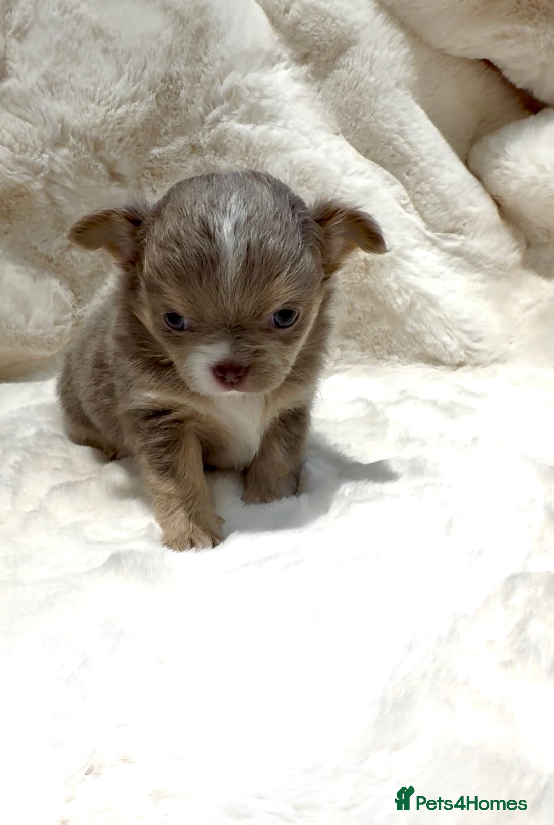 Chihuahua dogs for sale: QUALITY LONG COAT KC CHIHUAHUA PUPPIES  - Advert 6