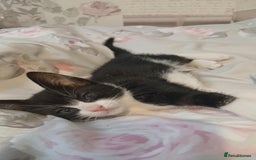 Mixed Breed cats for sale: kittens  - Image 7