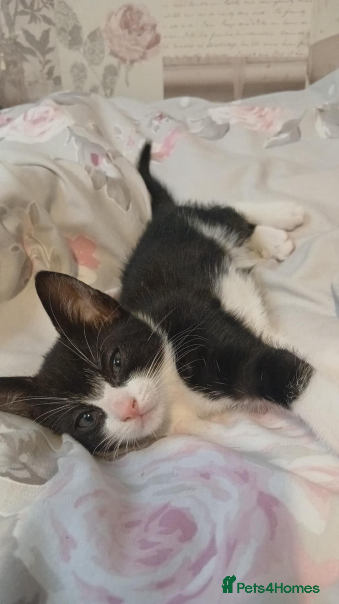 Mixed Breed cats for sale: kittens  - Image 7