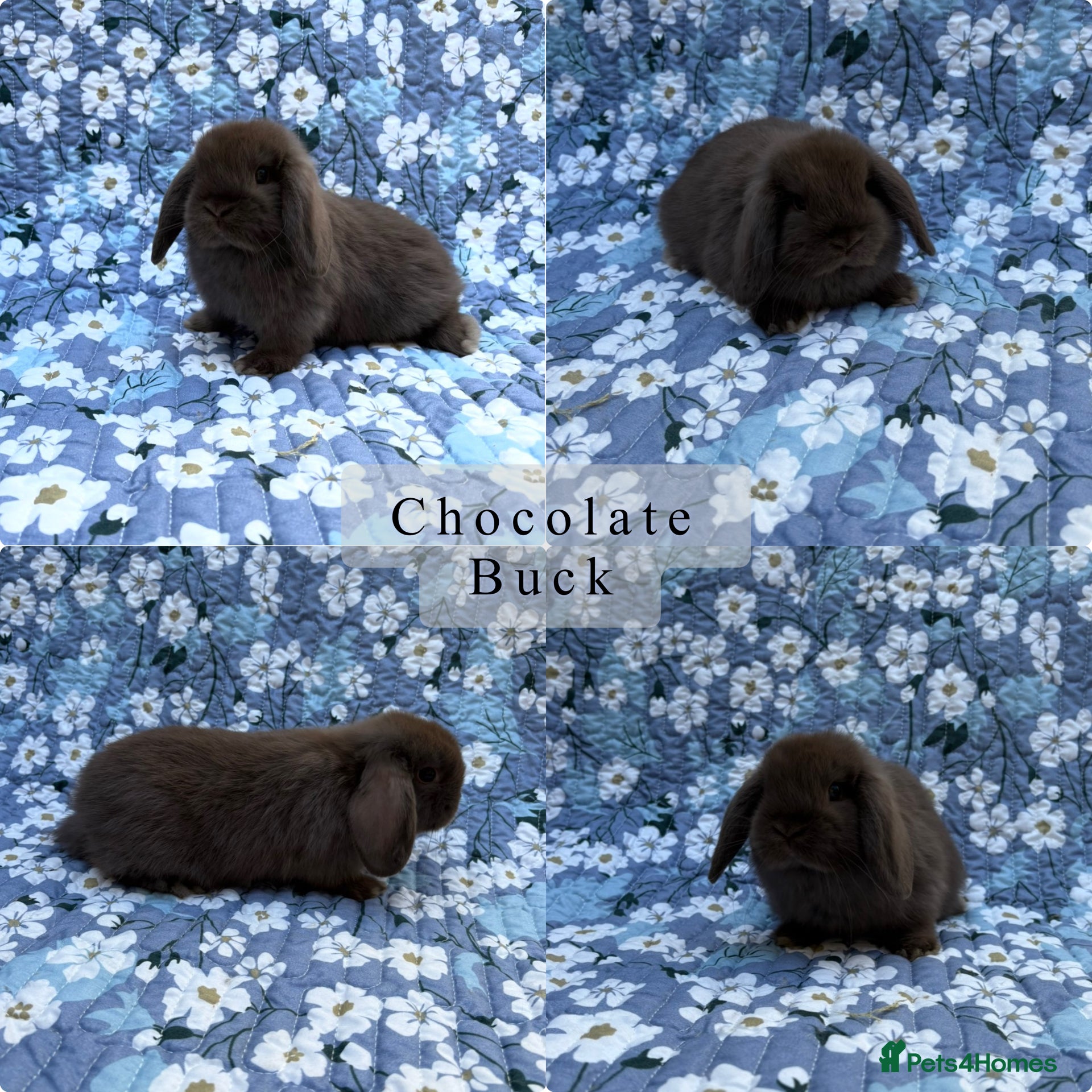 Mini Lop rabbits Baby Mini Lops Ready 01/05 - Advert 14