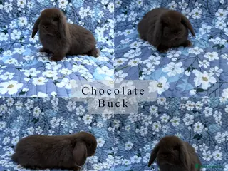 Mini Lop rabbits Baby Mini Lops Ready 01/05 - Advert 14