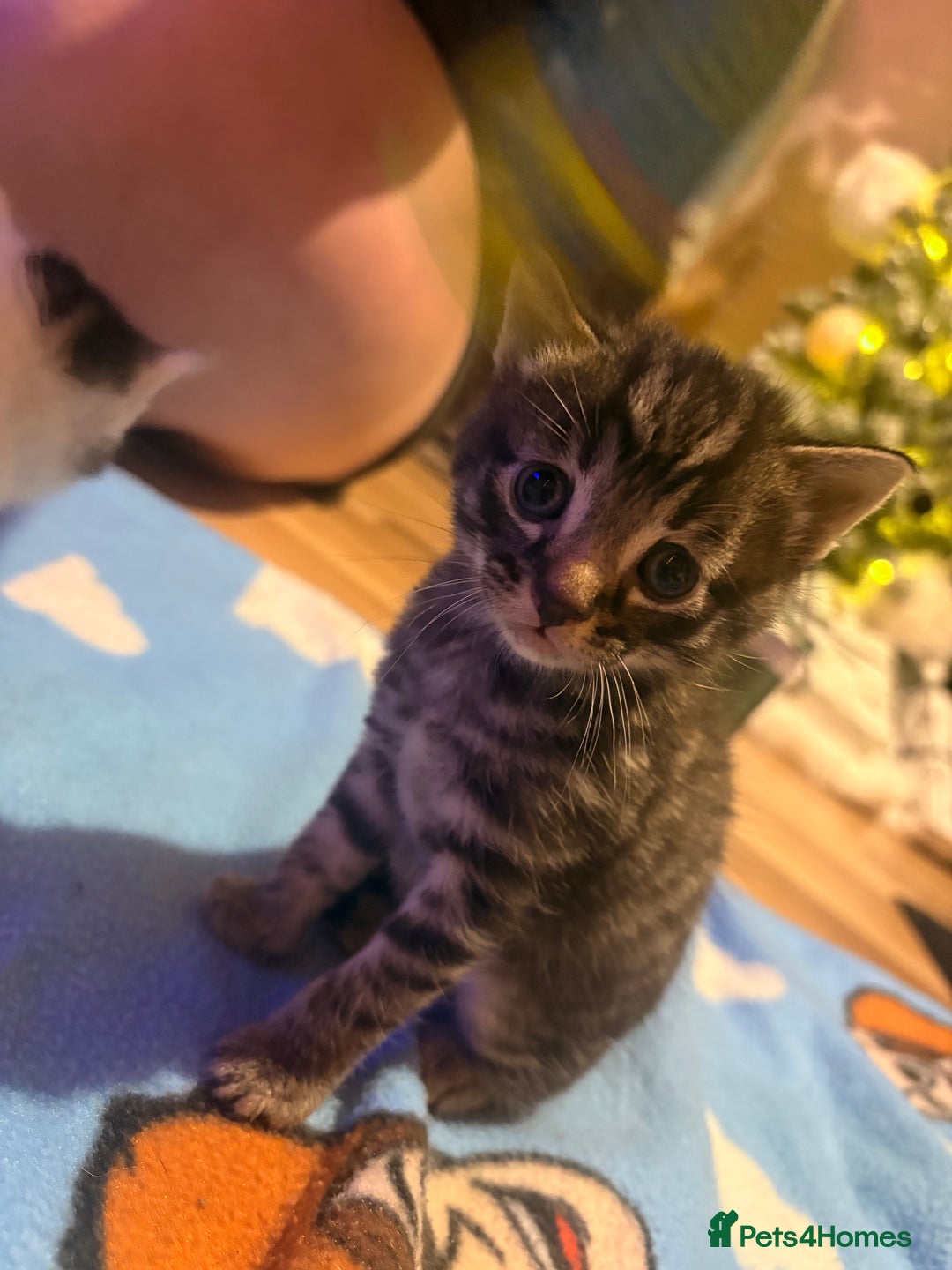 Mixed Breed cats for sale: 1 Female and 1 Male - Advert 2