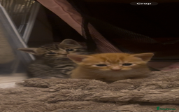 American Shorthair cats for sale: 6 kittens & 1 year old Mama for sale in Kent - Image 1