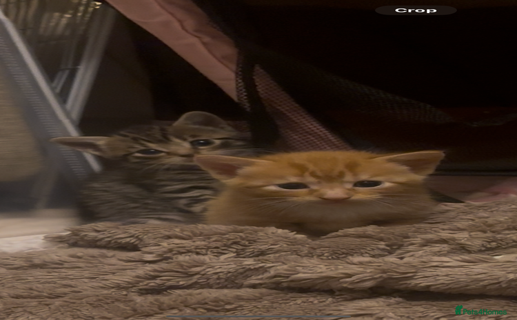 American Shorthair cats - Advert 1