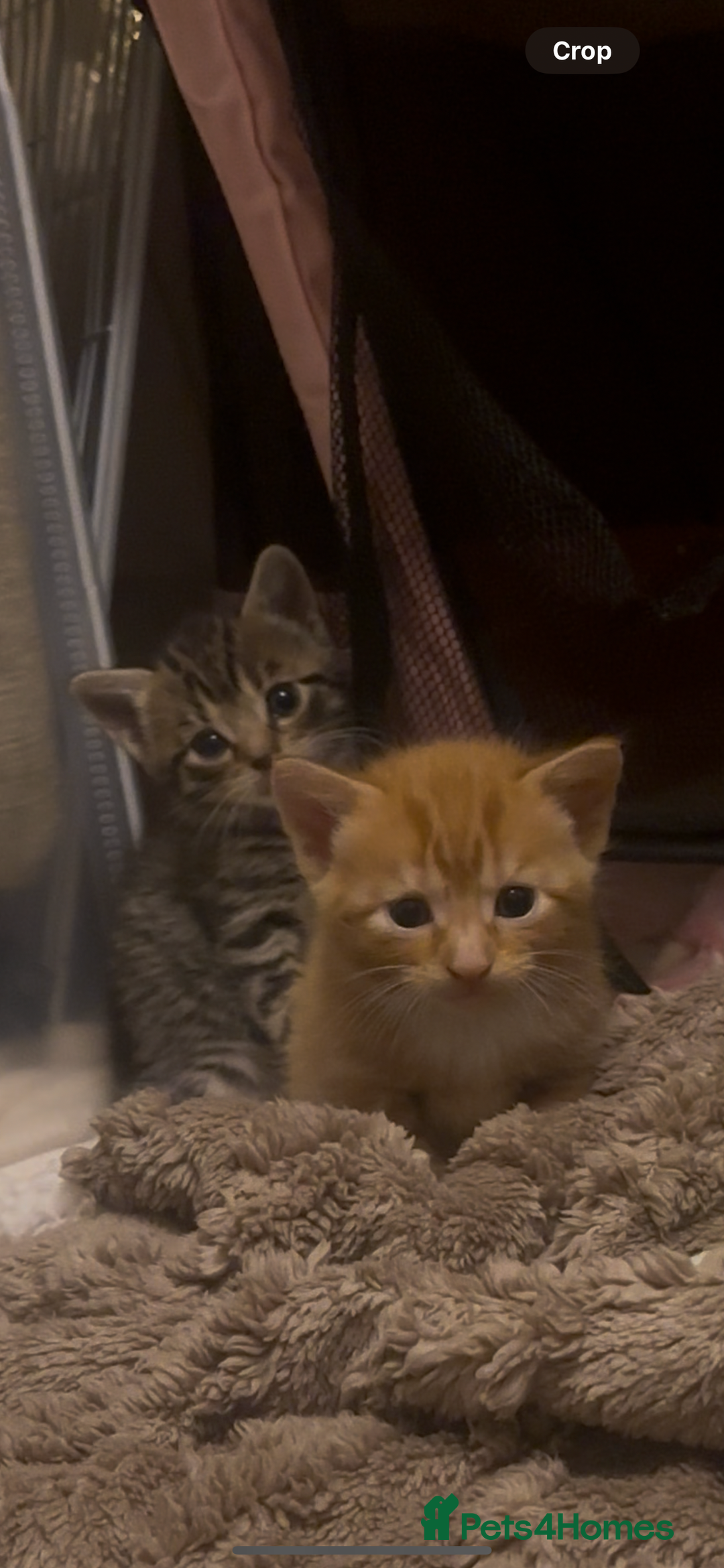 American Shorthair cats for sale: 6 kittens & 1 year old Mama for sale in Kent - Image 1