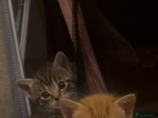 American Shorthair cats - Advert 17