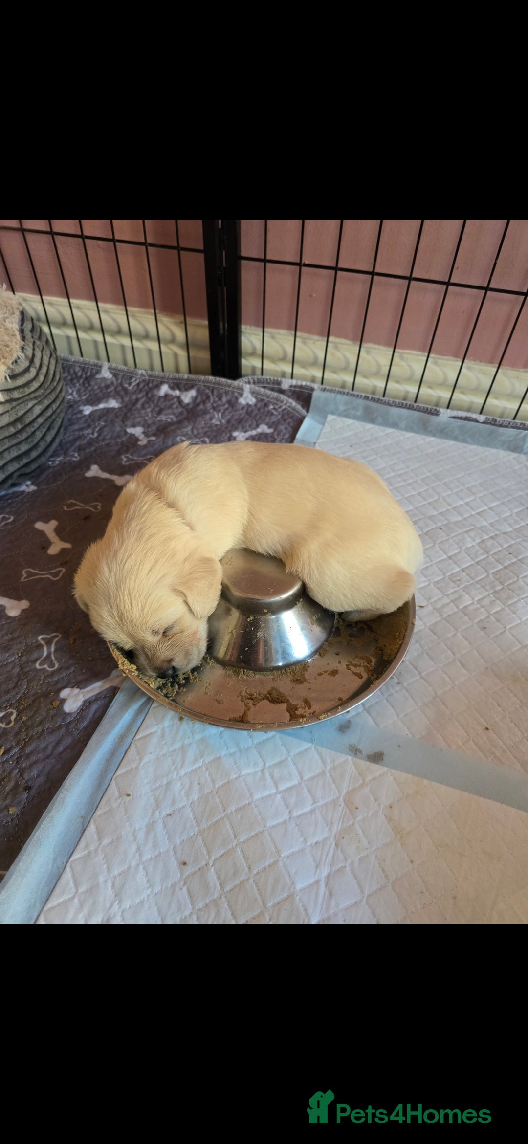 Goldendoodle dogs for sale: Goldendoodle retriever  - Image 15