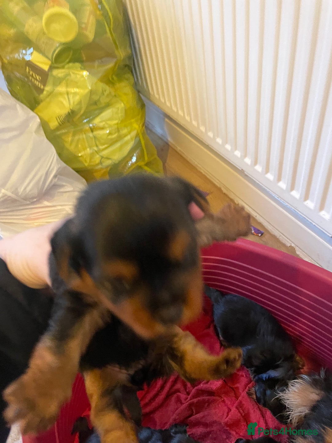 Yorkshire Terrier dogs for sale: Black and tan Yorkshire terrier puppies - Advert 7