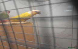 Conures birds for sale: Proven pair conures  - Image 4