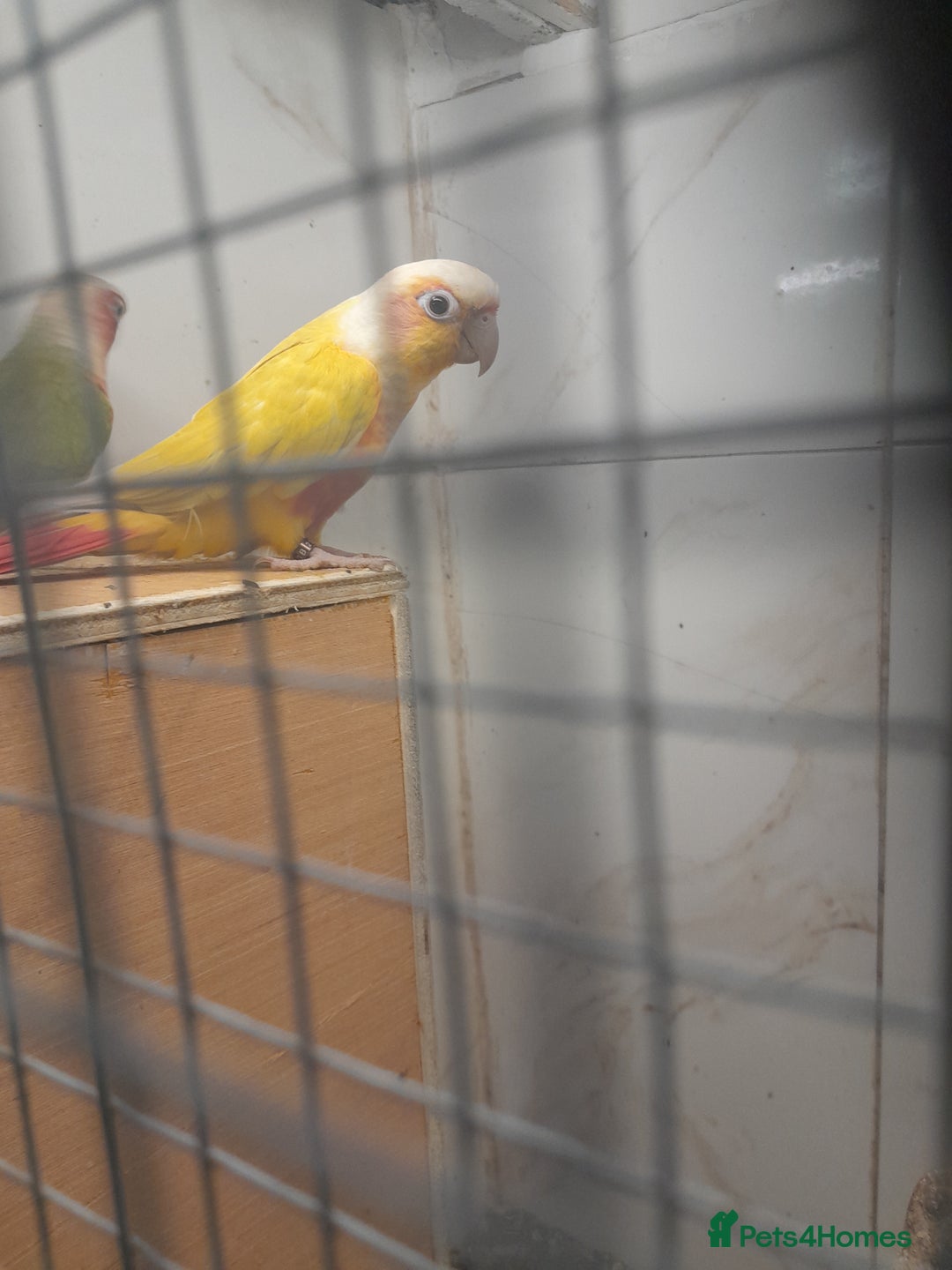 Conures birds for sale: Proven pair conures  - Image 4