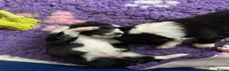 Mixed Breed dogs for sale: Australian Shepherd x Springer Spaniel Puppies in Malmesbury - Advert 6