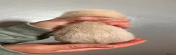 Ferret rodents for sale: ferret kits for sale  - Advert 29