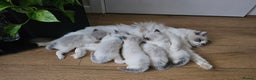 Ragdoll cats for sale: Pedegree Active Gccf 2 boys left  - Advert 4