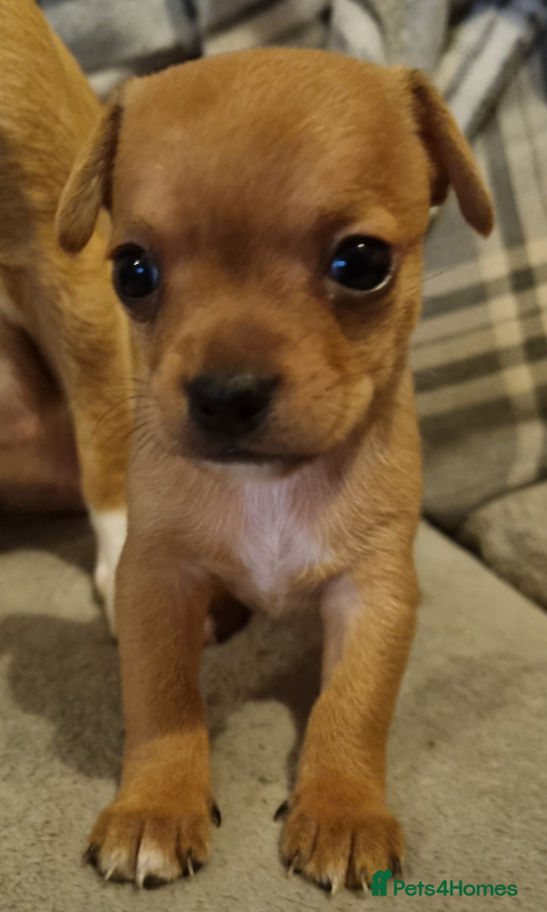 Mixed Breed dogs for sale: Chihuahua x jack russell puppies  - Image 6