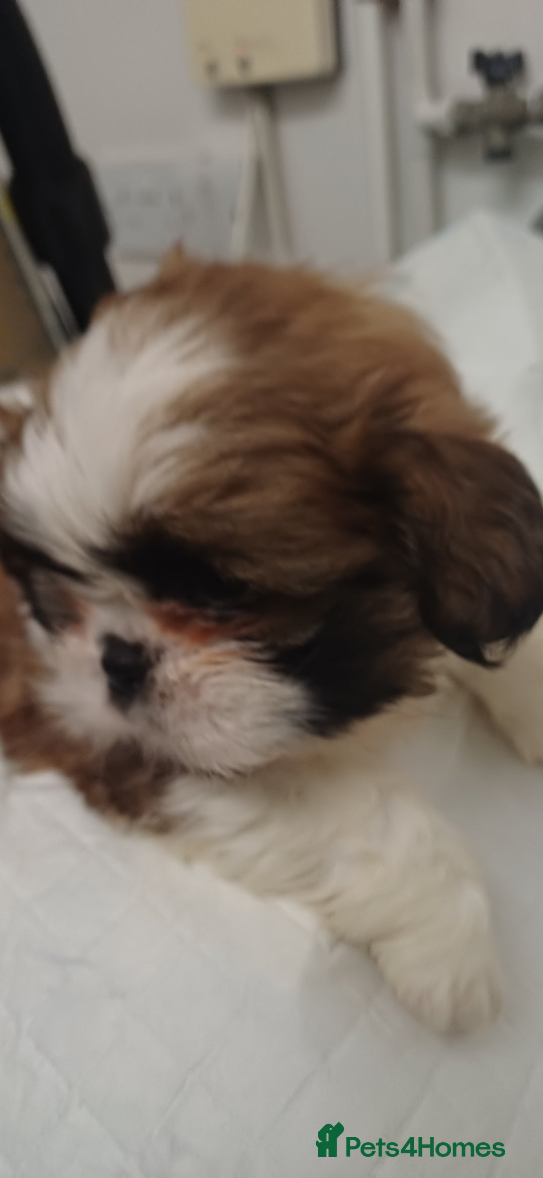 Shih Tzu dogs for sale: 3 lovely girl shih tzu puppies  - Advert 21