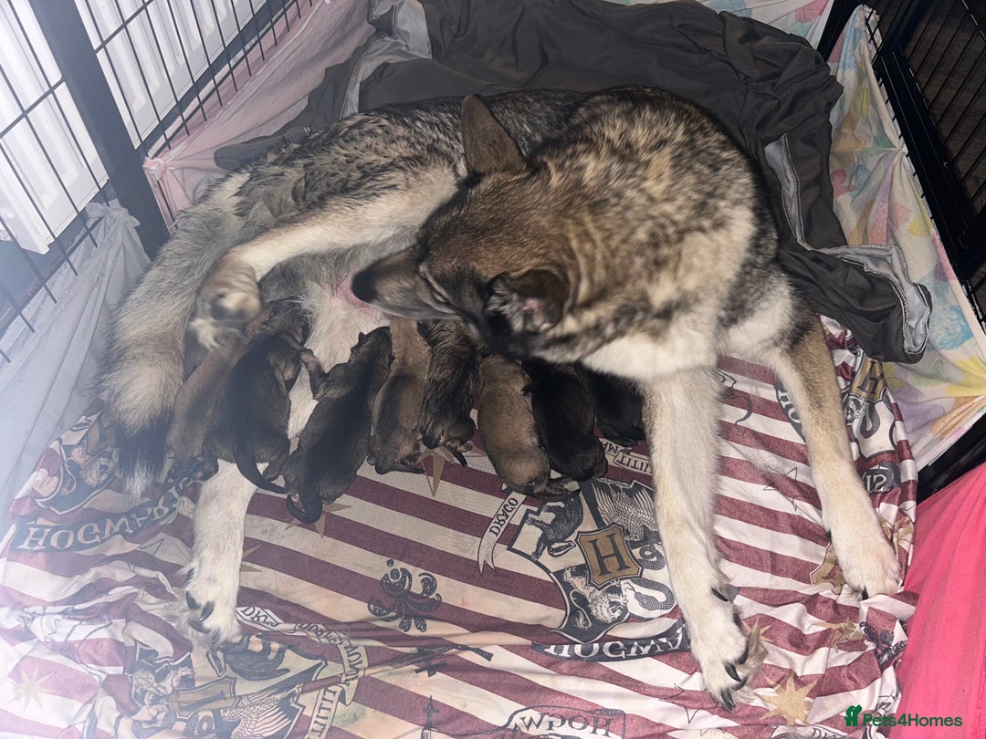 Mixed Breed dogs for sale: Blu 4 month old gsd x husky  - Advert 2