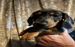 Chiweenie dogs for sale: Beautiful dachshund/ chihuahua puppies  - Image 8