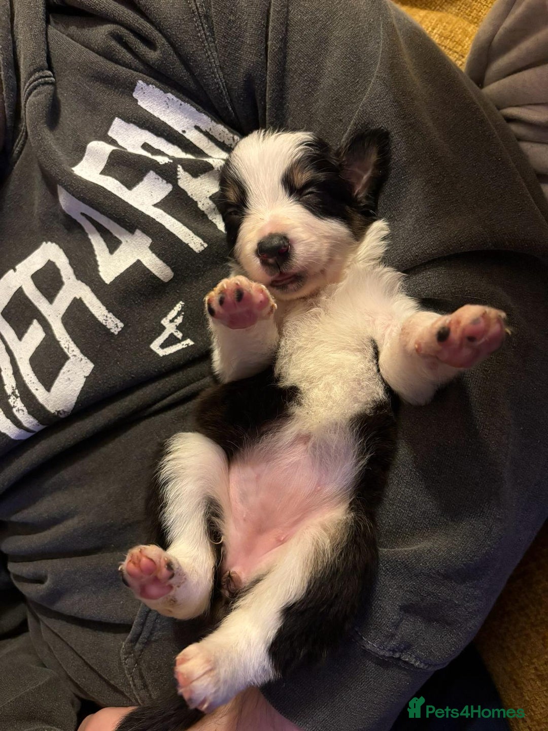 Border Collie dogs for sale: Stunning puppies. Parents health tested - Advert 17