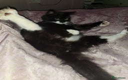 British Longhair cats for sale: Semi long haired tuxedo  - Image 5