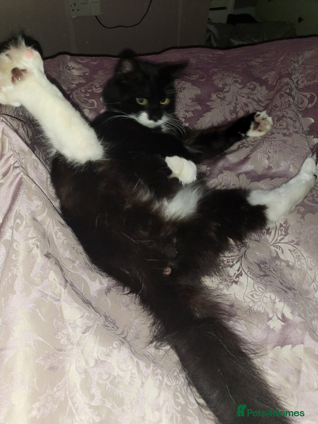 British Longhair cats for sale: Semi long haired tuxedo  - Image 5