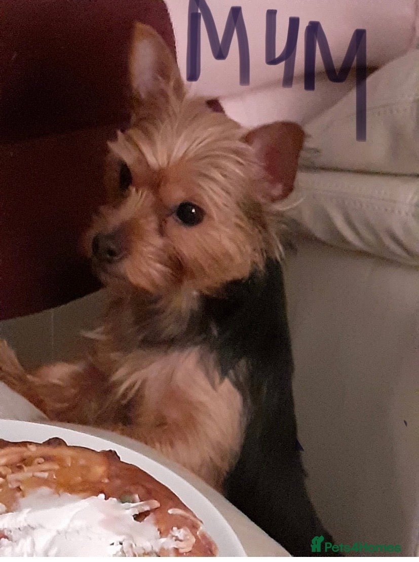 Yorkshire Terrier dogs 3 female Yorkies.Dad KC registered,Mum pedigree - Advert 2