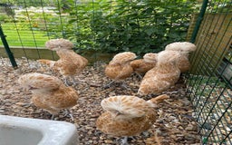 Chickens poultry for sale: Polish Bantams Pullets/hens (Show quality)) - Image 2