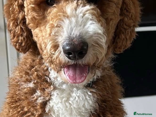 Australian Labradoodle dogs Australian Labradoodle Puppies - Advert 9