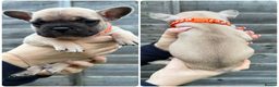 French Bulldog dogs for sale: 10 stunning coloured French bulldogs🐾 - Advert 10