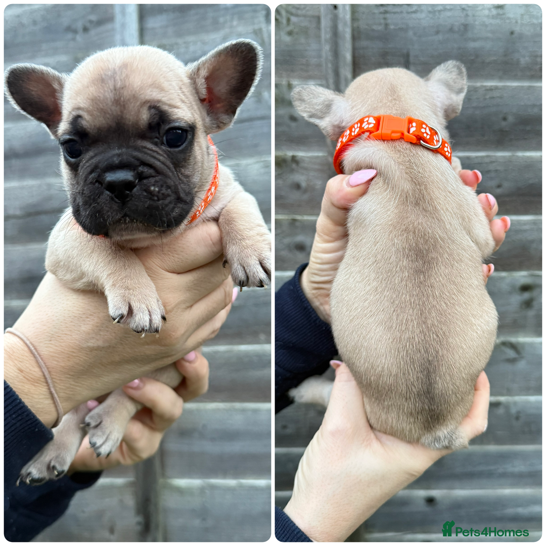 French Bulldog dogs for sale: 10 stunning coloured French bulldogs🐾 - Advert 10