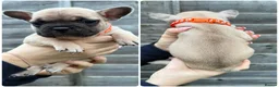 French Bulldog dogs for sale: 🐾READY TO GO🐾 - Advert 31