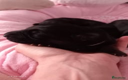 German Shepherd dogs for sale: Excellent Long-Haired German Shepherd Puppies. KC. - Image 13