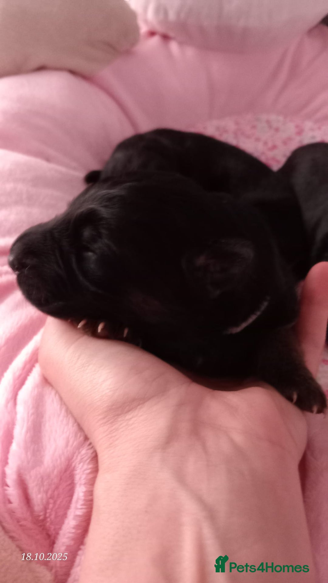 German Shepherd dogs for sale: Excellent Long-Haired German Shepherd Puppies. KC. - Image 13