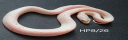 Corn Snake reptiles for sale: Palmetto and caramel palmetto corn snakes  - Advert 32