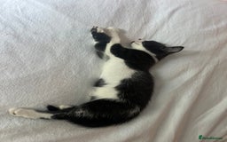 Domestic Shorthair cats for sale: Tuxedo male kitten - Image 5