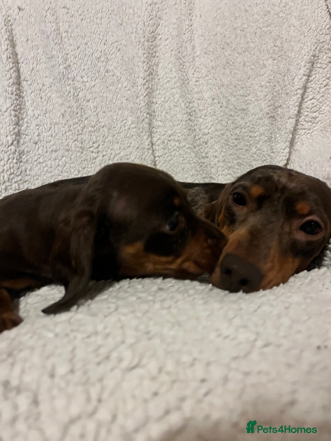 Miniature Dachshund dogs for sale: Beautiful Miniature dachshunds🐶🤎 - Advert 29