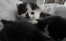 British Shorthair cats for sale: British shorthair/ tuexedo kittens  - Image 10
