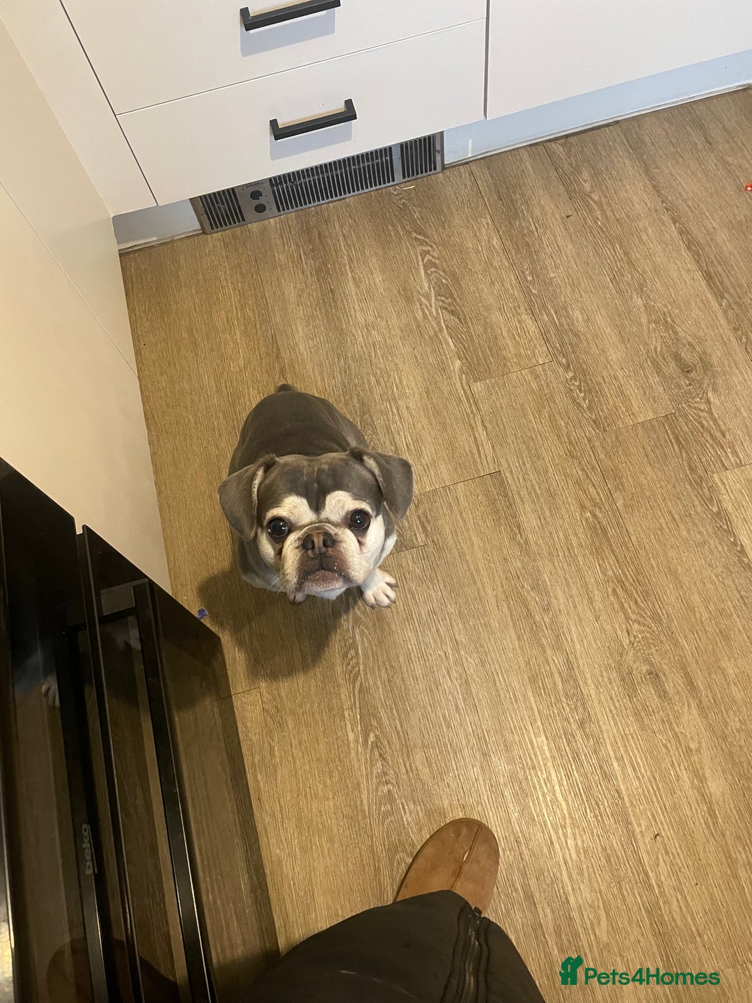 French Bulldog dogs for sale: EA Husky French Bulldog  - Advert 4