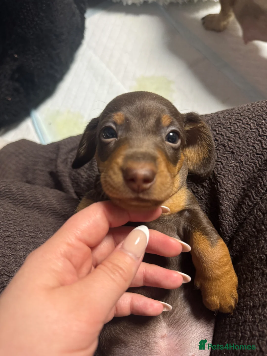 Miniature Dachshund dogs for stud: KC Reg Black and Tan Miniature Dachshund Stud - Advert 32