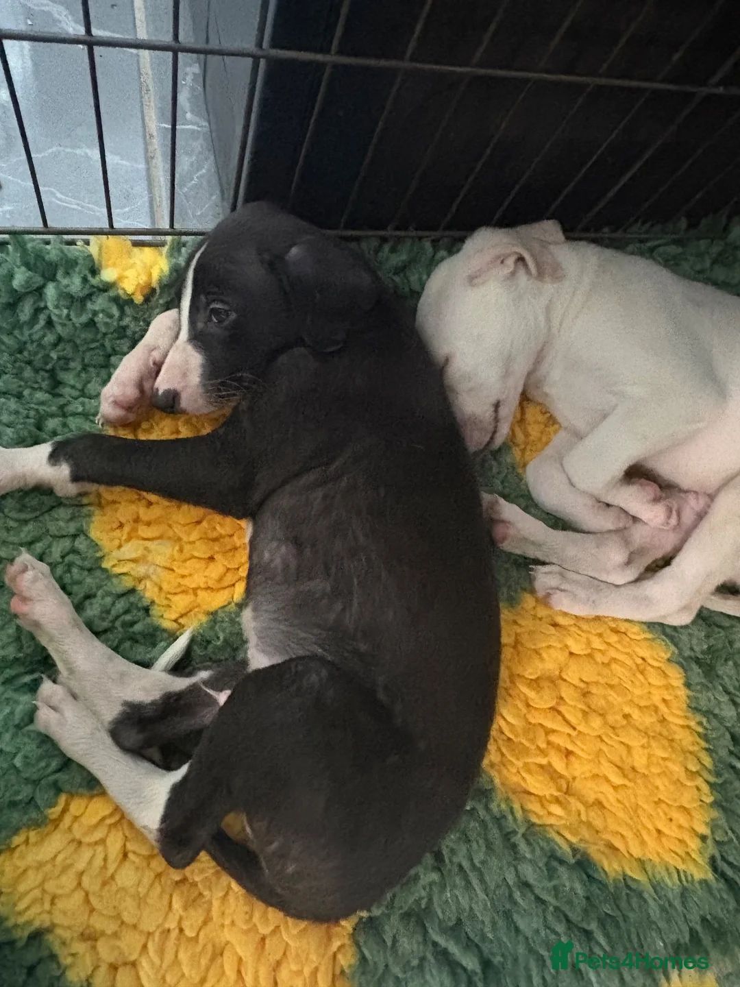 Lurcher dogs for sale: saluki collie grays  in Spennymoor - Advert 5