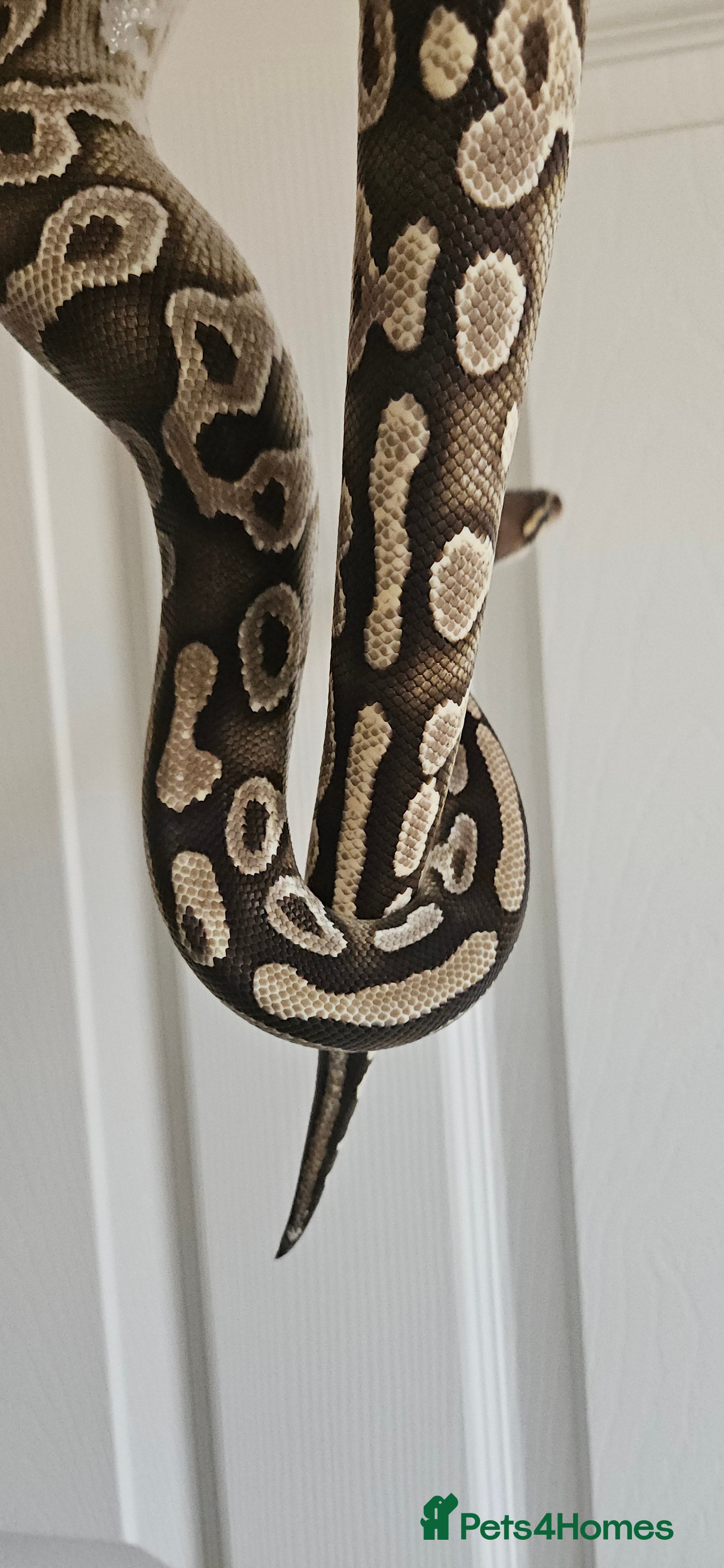 Python Snake reptiles Male Ball/Royal Python For Sale - Advert 2