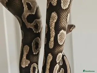 Python Snake reptiles Male Ball/Royal Python For Sale - Advert 6