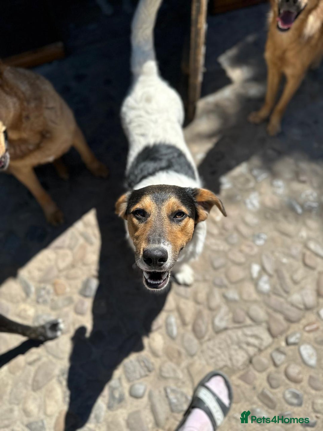Mixed Breed dogs for adoption: 💙🐶 CASPER 🐶💙 - Image 15