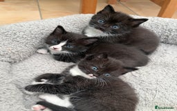 Ragdoll cats for sale: Ragdoll x kittens  - Image 3