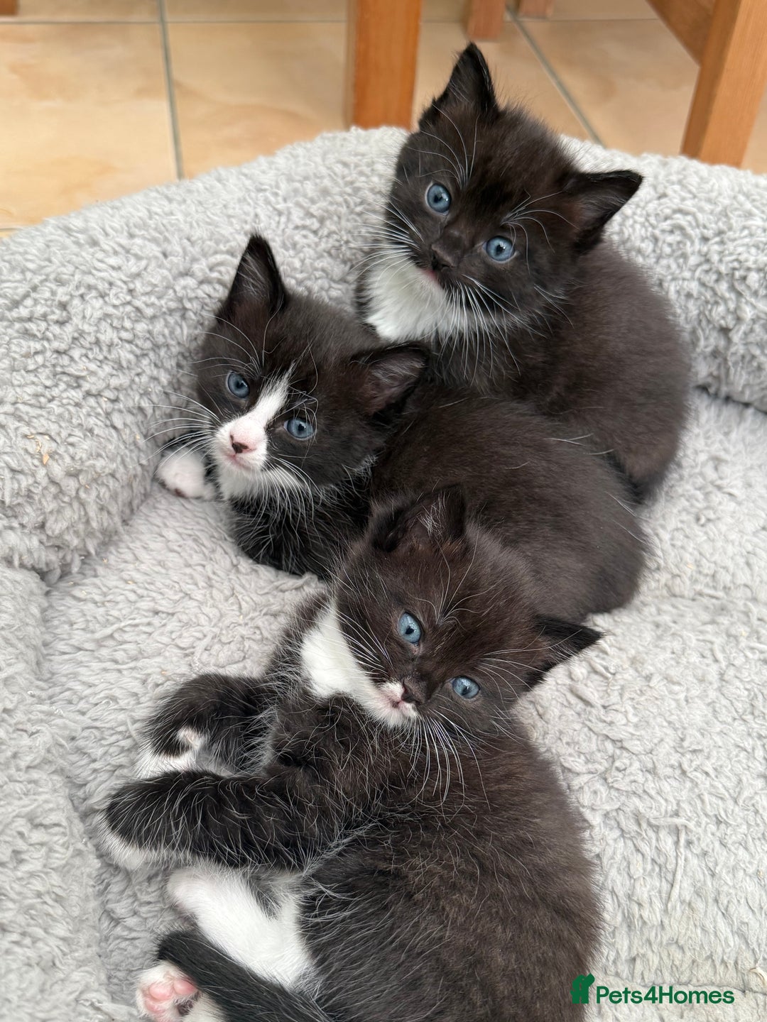 Ragdoll cats for sale: Ragdoll x kittens  - Image 3
