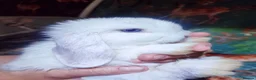 Mini Lop rabbits for sale: Baby Mini Lops - Advert 2