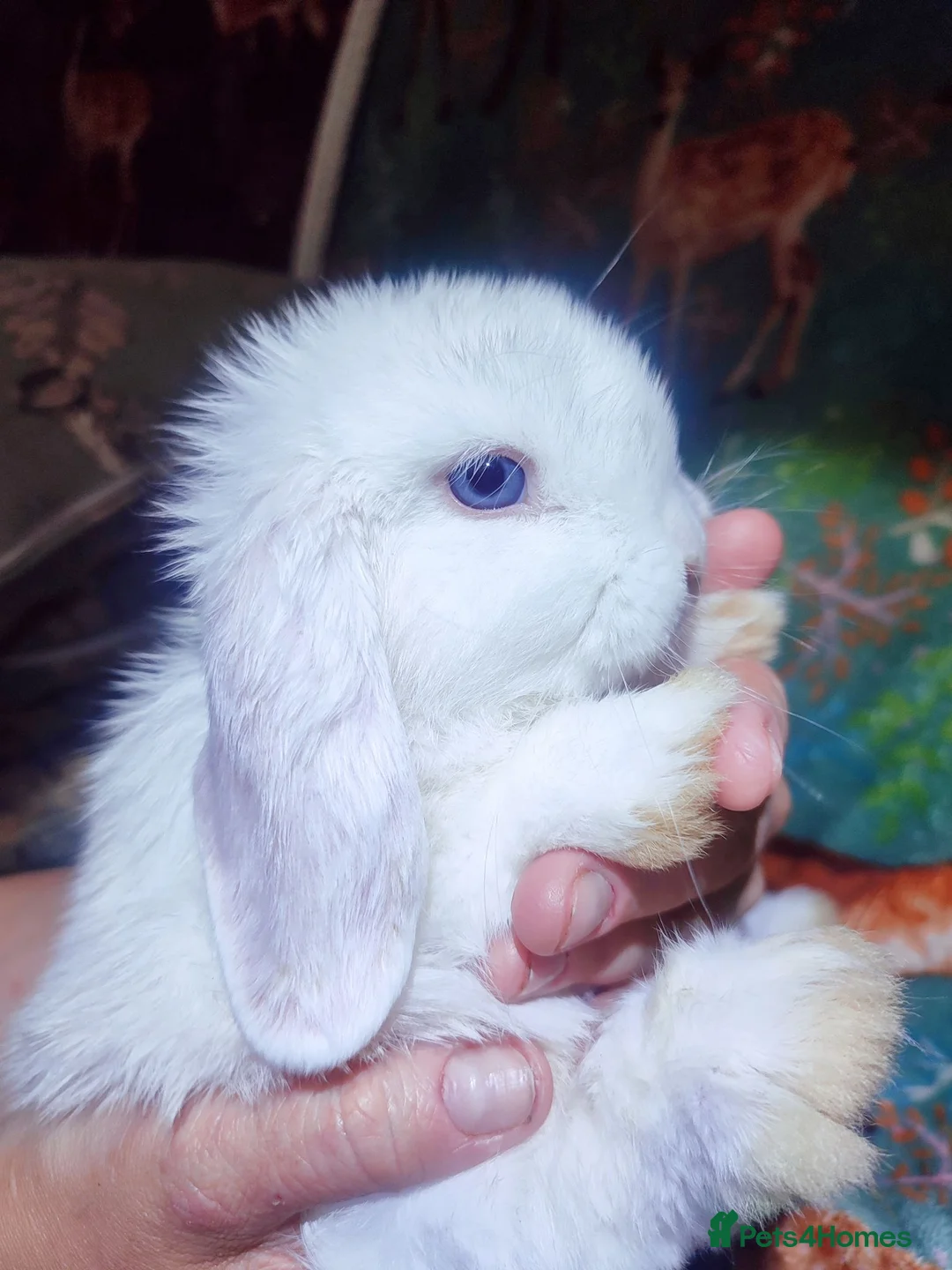 Mini Lop rabbits for sale: Baby Mini Lops - Advert 2
