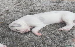Lurcher dogs for sale: Lurcher pups  - Image 6