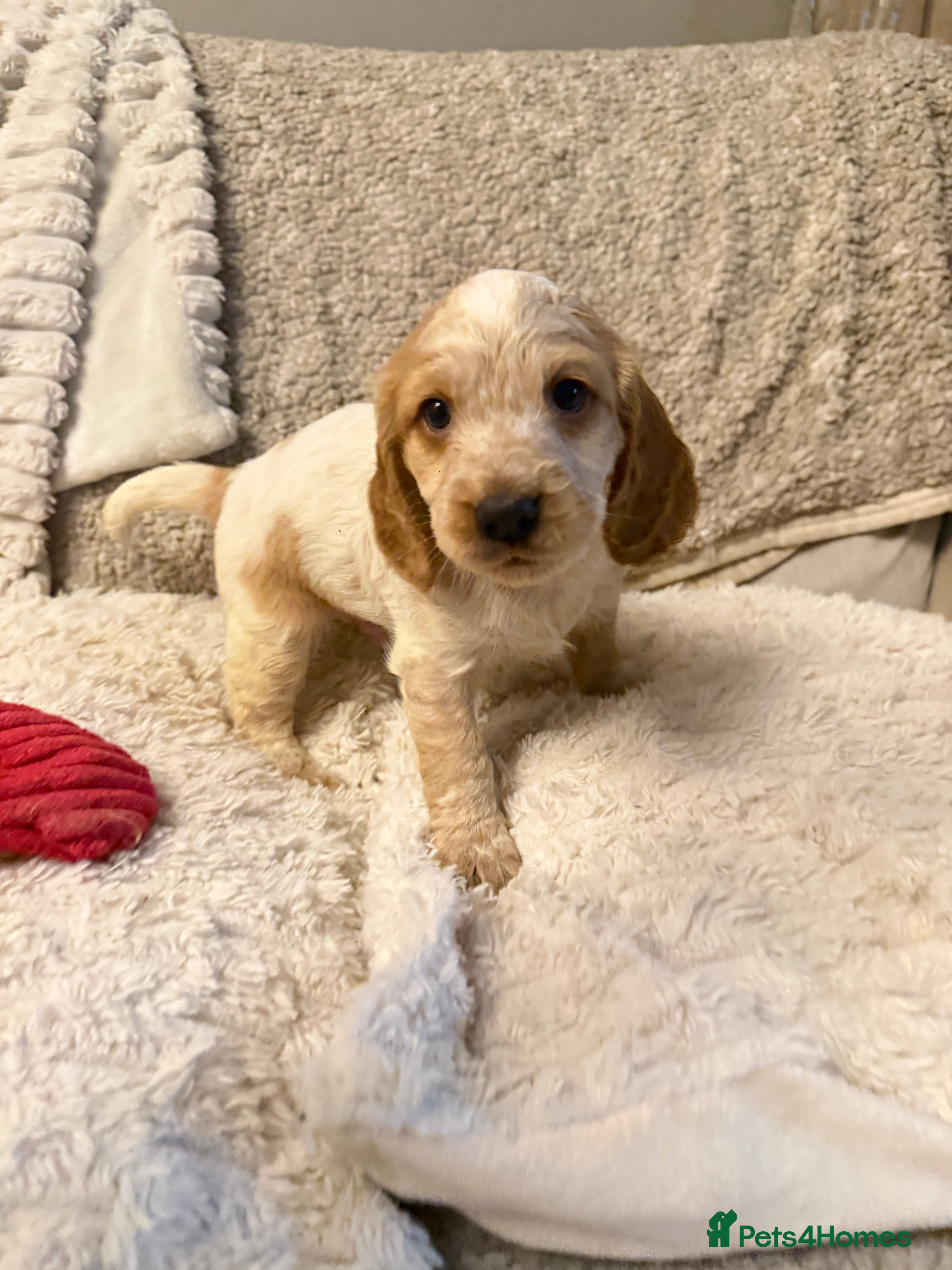 Cocker Spaniel dogs Cocker spaniel pups available to reserve  - Advert 14