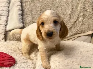 Cocker Spaniel dogs Cocker spaniel pups available to reserve - Advert 14
