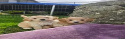 Mixed Breed dogs for sale: 5 Gorgeous Cavapoochons  - Advert 10